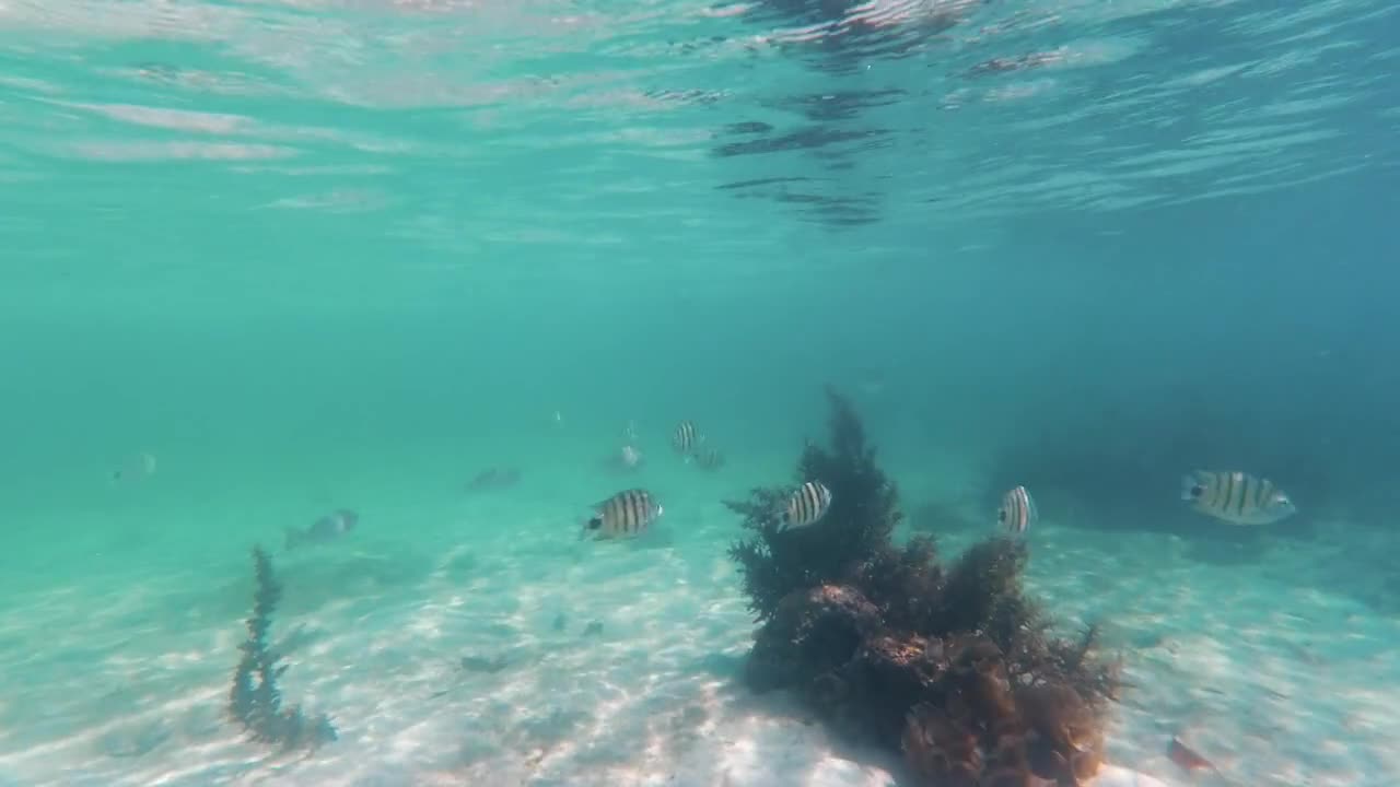 Beautiful underwater landscape with tropical fishes