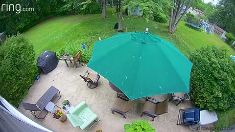 Black Bear Visits The Birdfeeder