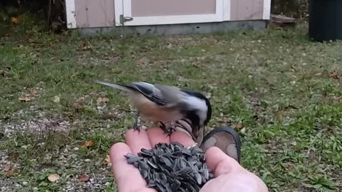 Critter feeding time