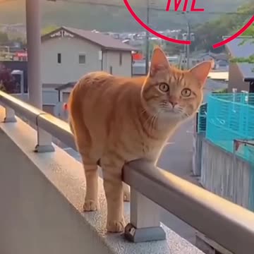 Cat very cute video and fanny cat videos