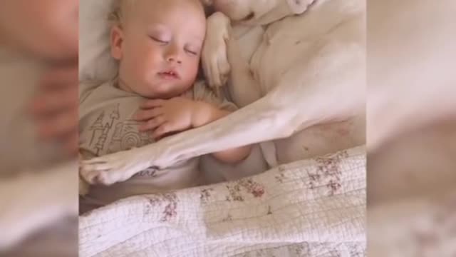 baby playing with dogs.human & animal being good friends