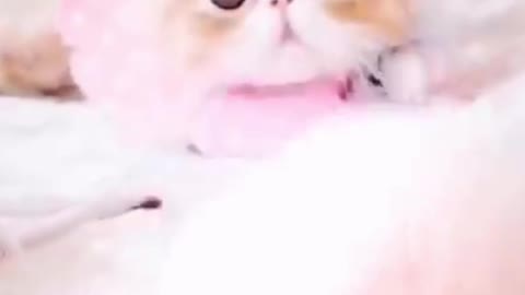 Really Cute Beautiful Kitty Playing