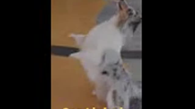 Funny dog training videos #shorts