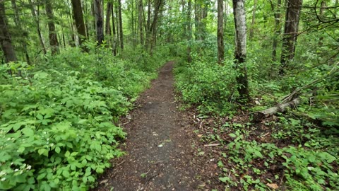 🪵Hiking Pinhey Forest Trails Summer Edition In Ottawa 🍁 Canada 🌲