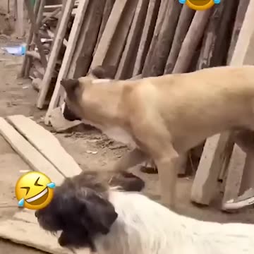 FUNNY DOG AND CAT