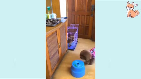 Cute puppies doing cute things