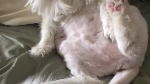 Cat enjoys sitting in front of fan