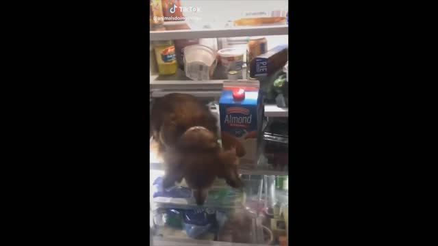 Dog Get Stuck In Fridge