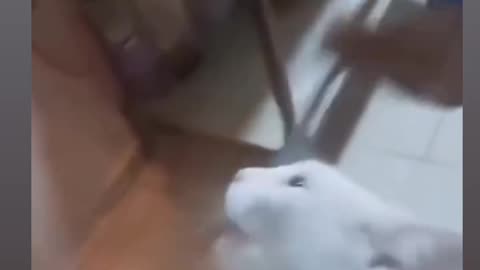 This Cat Is Fare Is Rat 🐁🙂😂