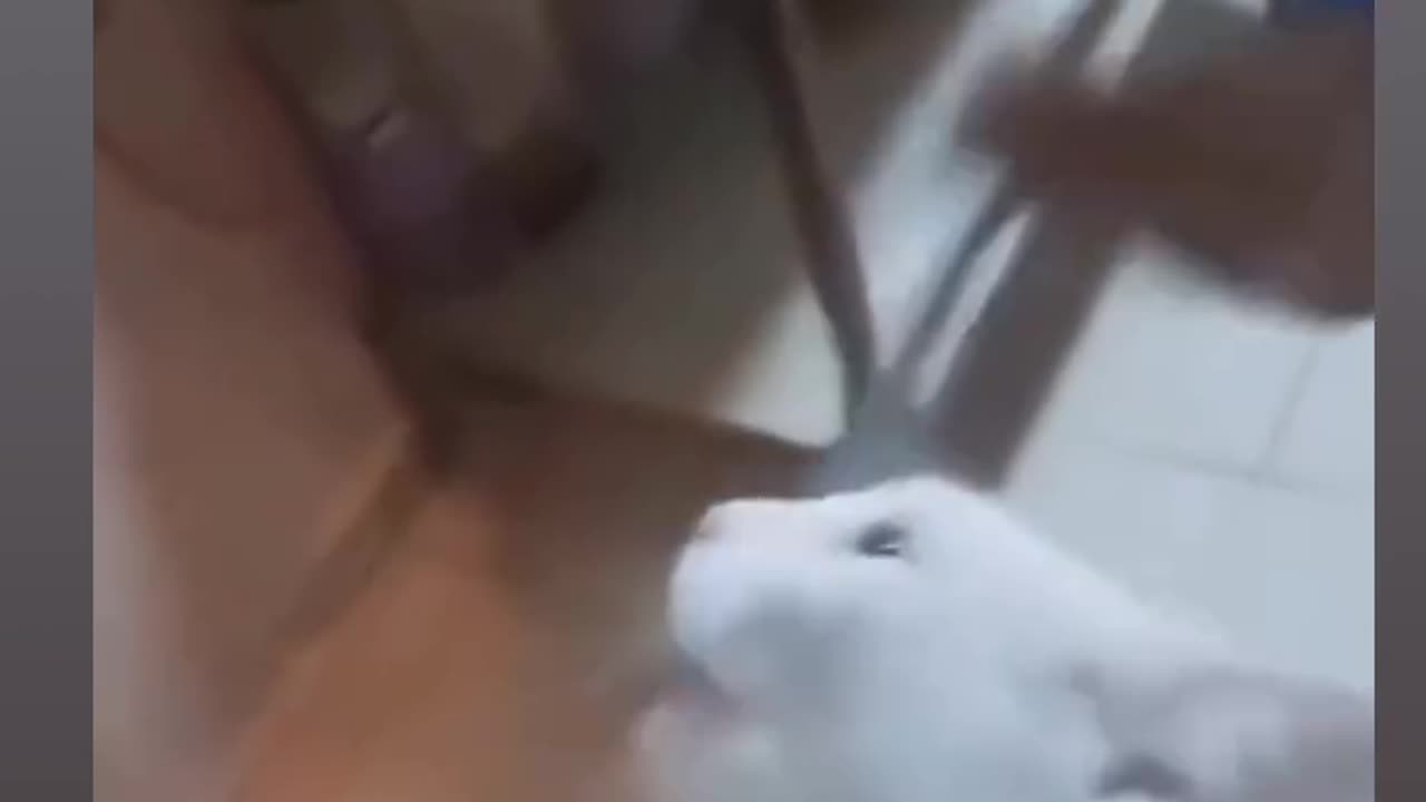 This Cat Is Fare Is Rat 🐁🙂😂