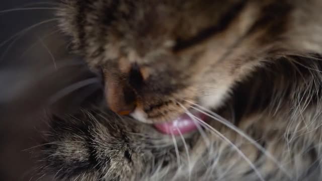 Cute tabby domestic cat washing up close up. Slow motion