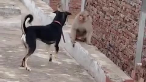 Dog vs Monkey