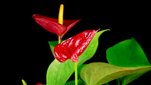 Red Zantedeschias opening their petals