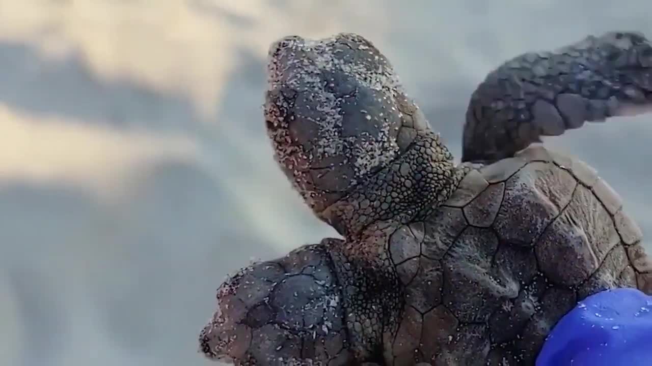 5 Weird Two Headed Animals that You Never Seen in Your Life .mp4