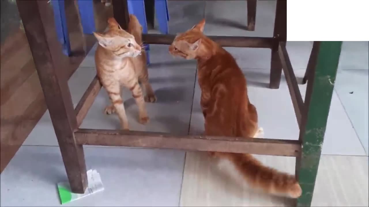 Funny Cats Fighting Video