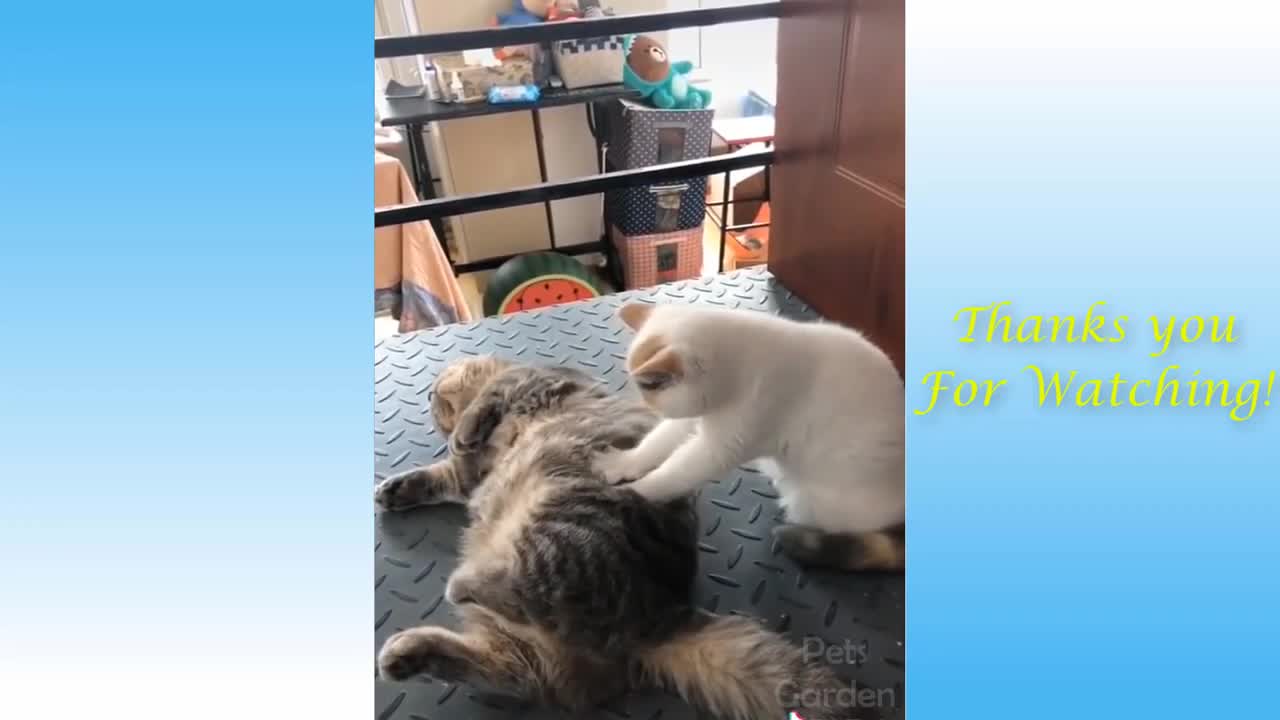 Amazing funny cute animals to sit and laugh