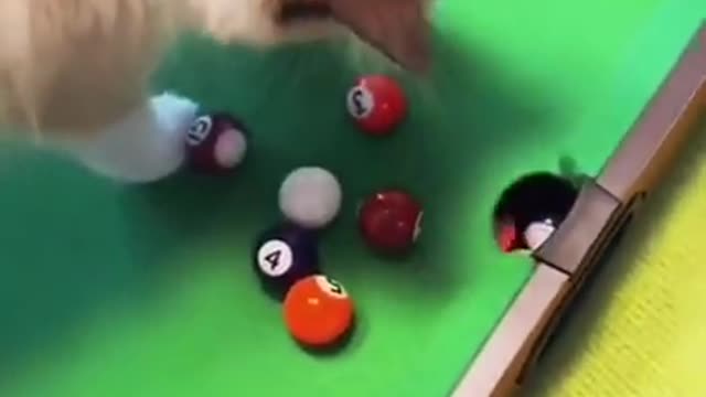 cat vs dog playing snooker 😂😀😂