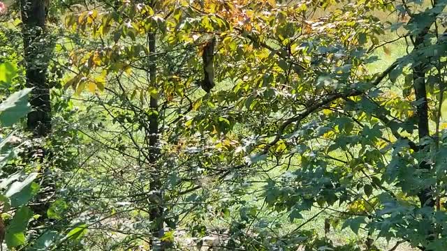 Squirrel hangs upside down in tree eating dogwood berries.