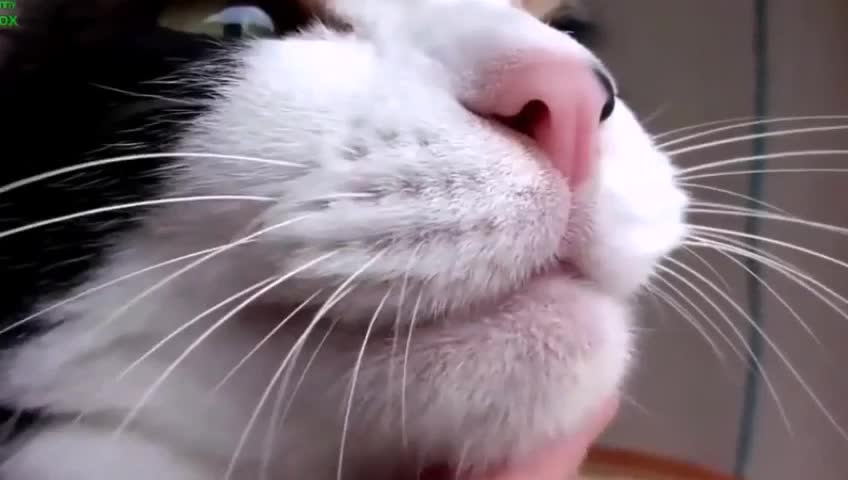 OMG So Cute Cat Compilation VIDEO