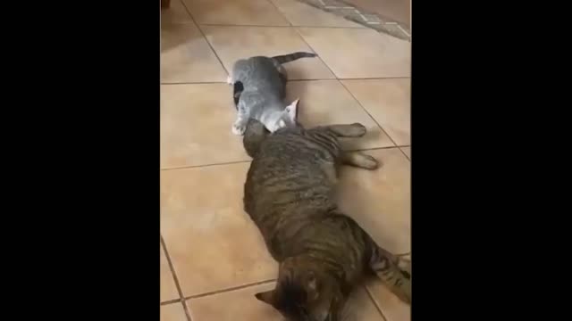 Funny Animals! Funny Cats! Funny Videos! # Shorts