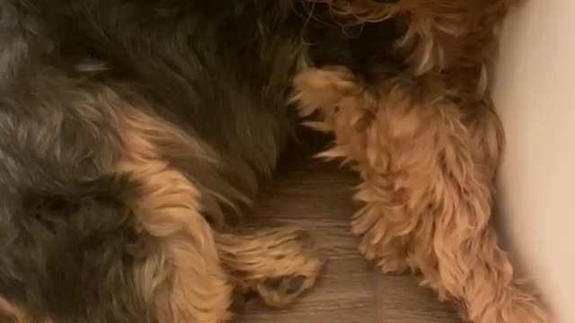 Cute Yorkie dog sleeps on toilet get mad when woken up