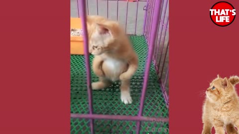 Best Funny & Cute Animal Pet Compilation Best 😹🐶 Adorable 💖