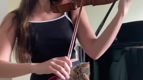 kitten's Reaction To Me Playing The Violin!