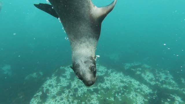 Close-Up View of Sea Lion Swimming Underwater