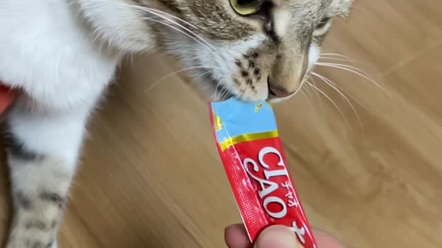 Cat Eating Snacks, Slow Motion,