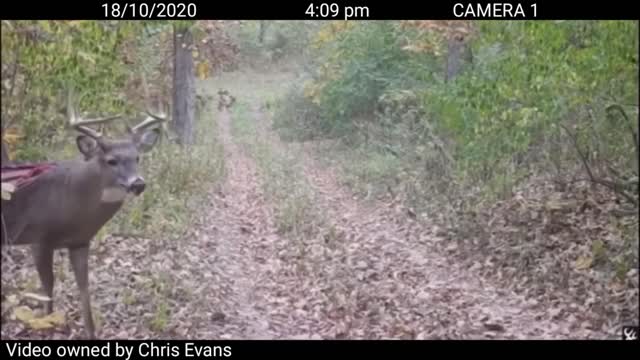 Trail Cameras Deer Missing Back Strap😔