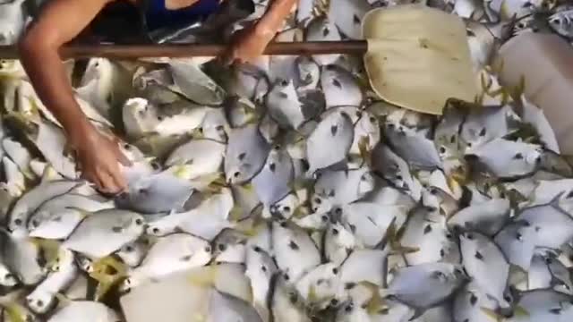 Fish everywhere