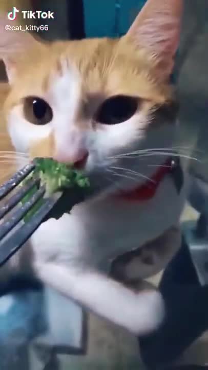 cat cute cats being cats 😻