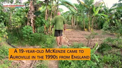 This is an incredible natural food forest grown in a village, India