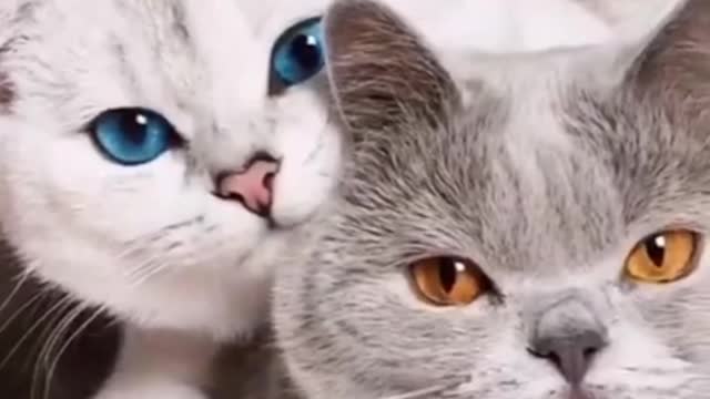 Cute Cats Couple Did You See This Before