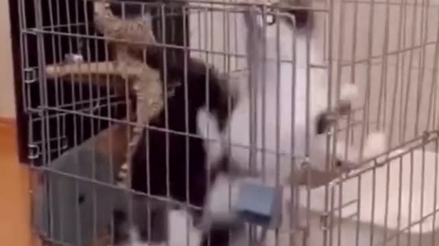 Cats Loop