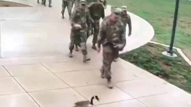 USA duck so funny video with army