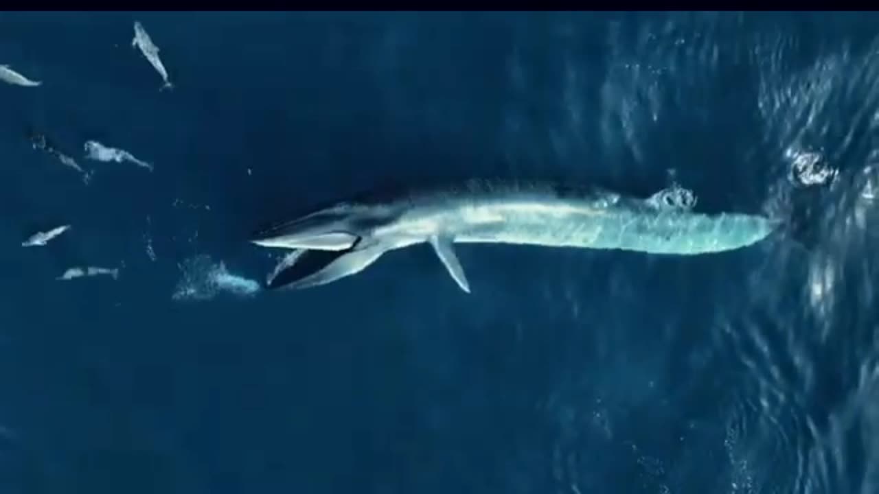 AMAZING VIEW OF A WHALE FEEDING