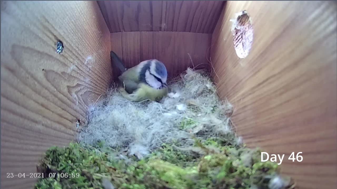 From empty nest to first egg in less than 8 minutes! - BlueTit nest box live camera highlights