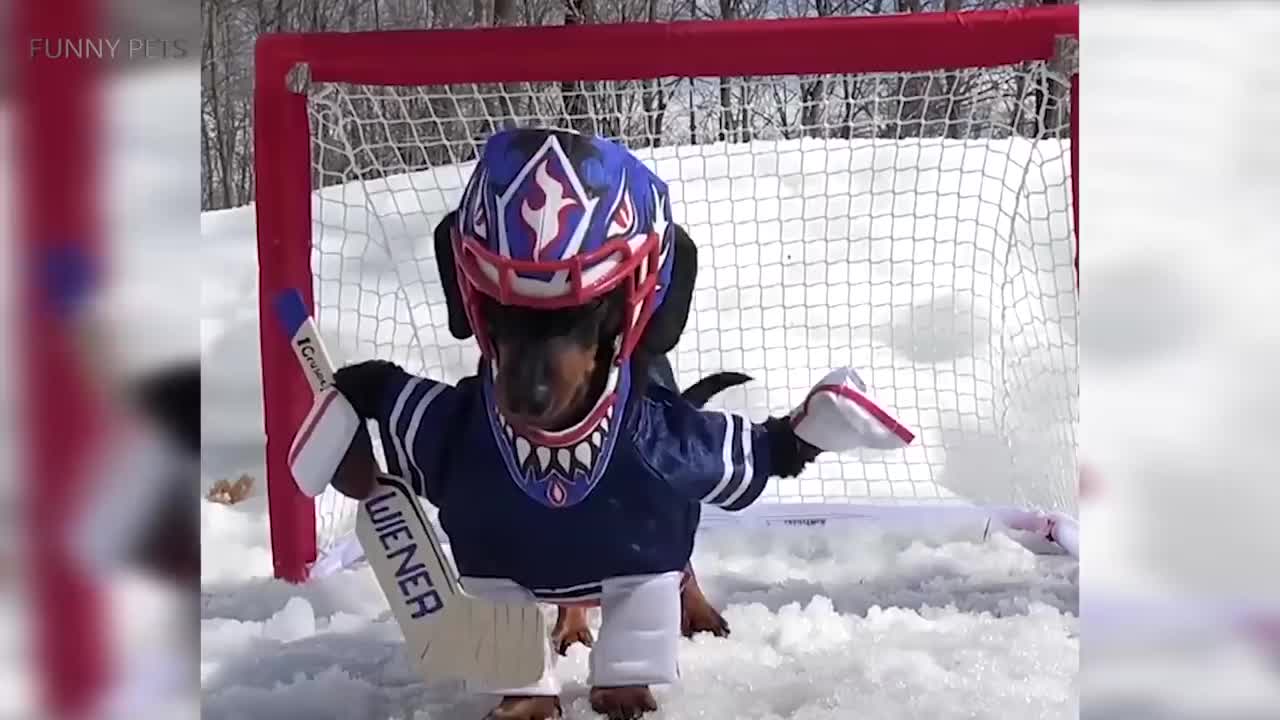 Funny doggies with cute custumes, try not to awww