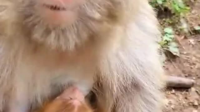 Best Monkey Moments | Poor Monkeys