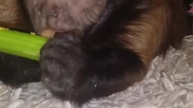 Monkey Eating Celery