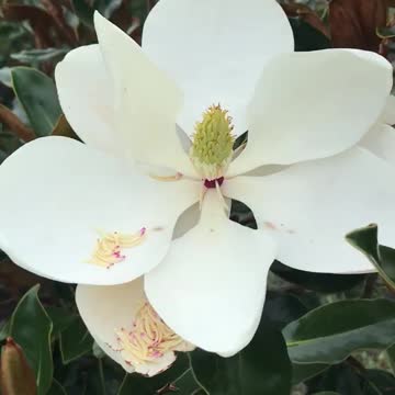 Little gem Magnolia. Highland hill farm near Philadelphia Call us at 215 651 8329