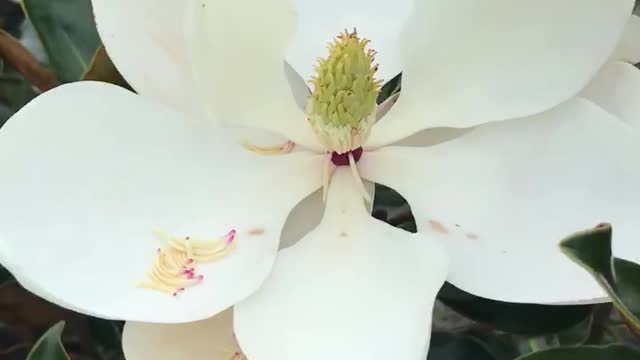 Little gem Magnolia. Highland hill farm near Philadelphia Call us at 215 651 8329