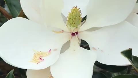 Little gem Magnolia. Highland hill farm near Philadelphia Call us at 215 651 8329