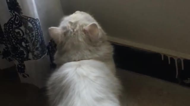 Cat’s first time seeing birds