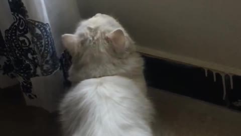 Cat’s first time seeing birds