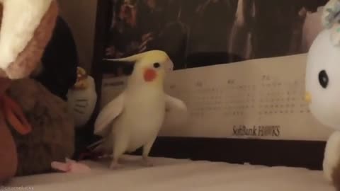 Lovley parrot singing🐦🦜