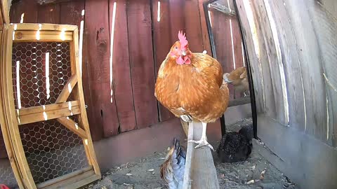 Fluffy Butt Chick Strolls Down Catwalk