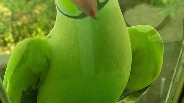 a ring-necked parakeet that wants to come home