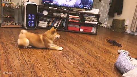 Shiba Inu ZOOMIES Running Crazy at Home | Shiba Inu Life in Canada